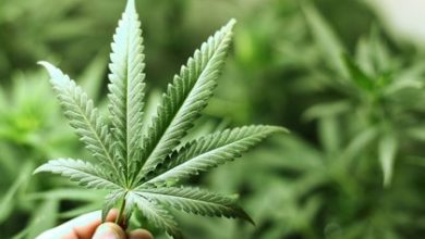 Photo of How To Follow Instructions Of Illinois Medical Marijuana Patient?