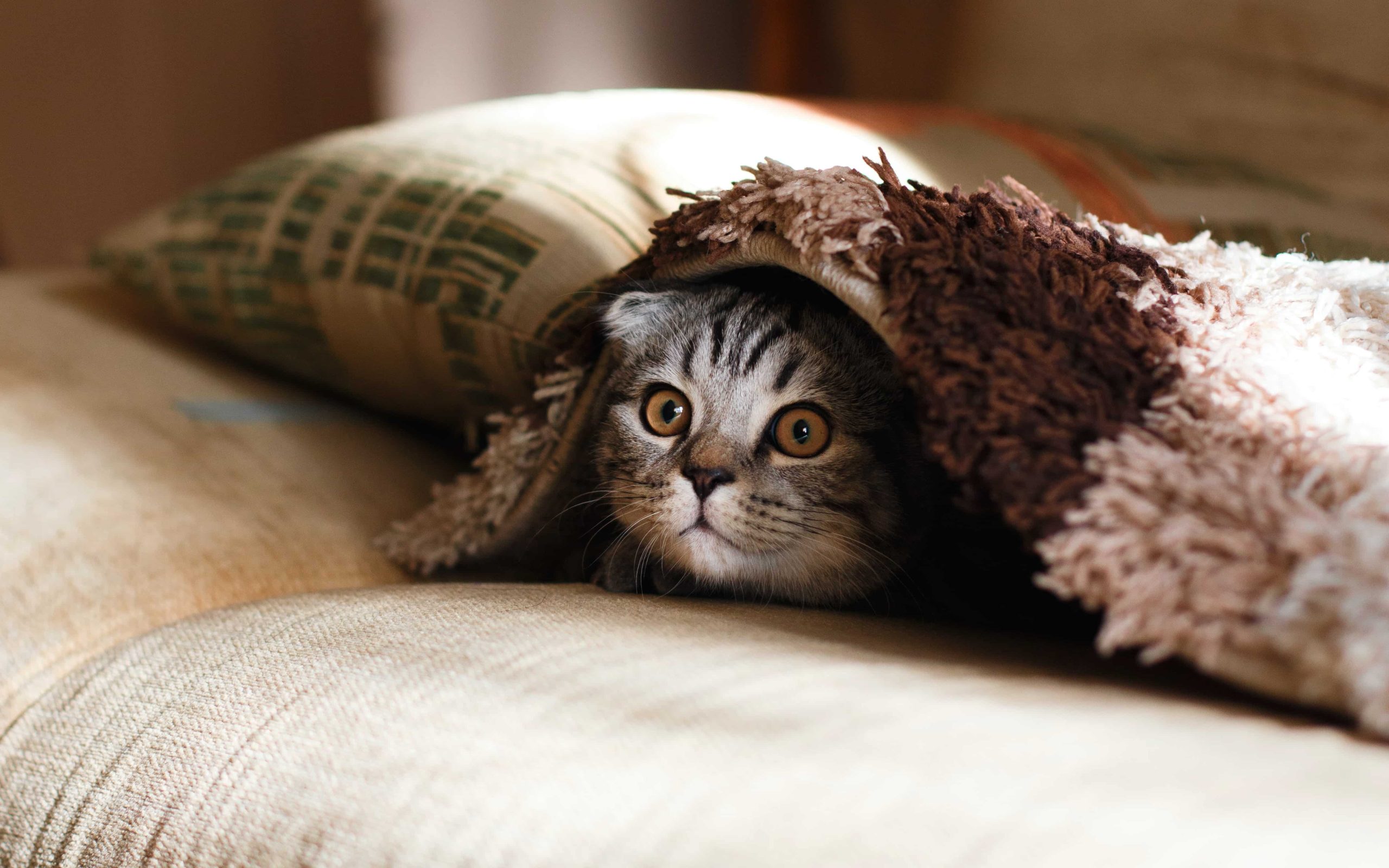 Best Cat Breeds for Condo Living