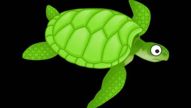 Photo of Green Sea Turtle Food
