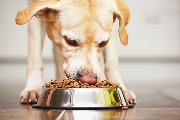 how-much-should-we-feed-our-dog