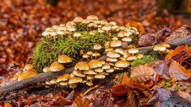 Photo of Penis Envy Shrooms – What Are They?