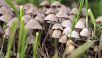 Photo of Why Is Shrooms Online Canada Popular In North Korea?