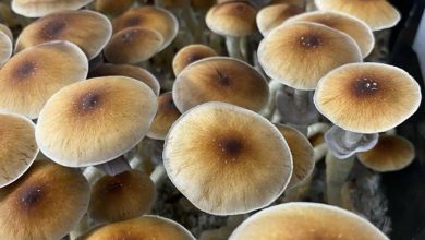 Photo of Blue Meanie Mushrooms And Other Products