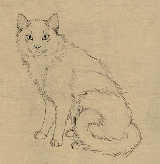 Cat Fur
