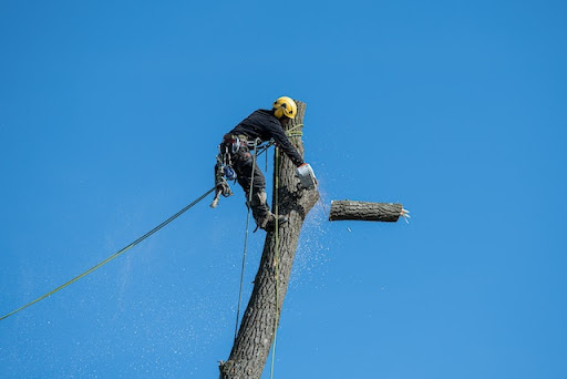 tree risk