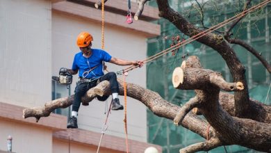 Photo of 6 Benefits Of Having Tree Risk Assessment During Typhoon Seasons