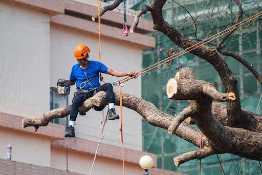 tree risk