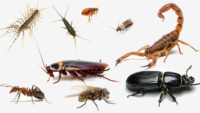 Photo of Pest Control Near Me