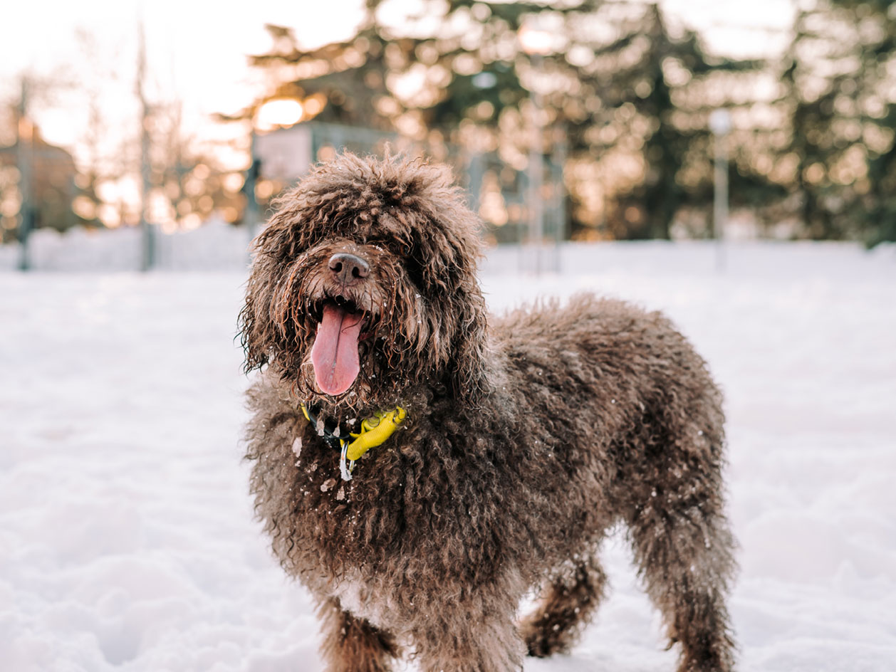 Cold for Your Dog