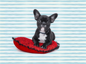 french bulldog puppies for sale in california