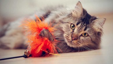 Photo of How to Choose the Right Cat Toy for Your Pet