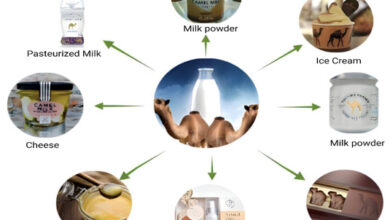 Photo of Camel Milk and Cancer Prevention: Emerging Research and Perspectives